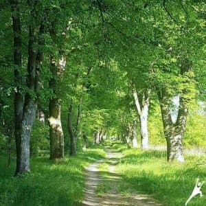 Pałac Karolin: Spacer w lesie Młochowskim i Aleją Lipową (9 km) 3