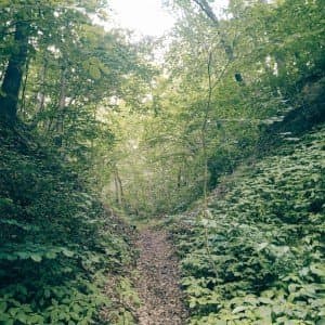 Spacer w lesie Naramskim (6 km) 3