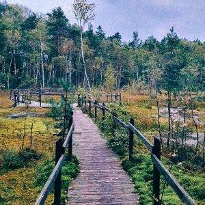 W otoczeniu kolorów na Goździkowym Bagnie (8 km) 0