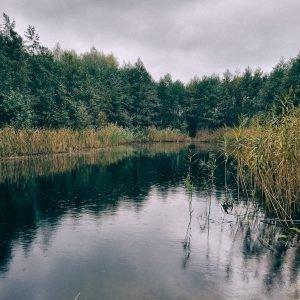 Las Nieporęt Północ (8 km)