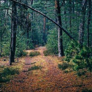 W otoczeniu kolorów na Goździkowym Bagnie (8 km) 2