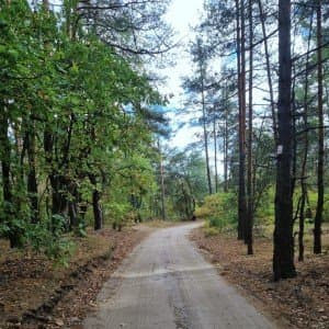 Lasy Chotomowskie (12 km) 3