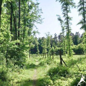 Pałac Karolin: Spacer w lesie Młochowskim i Aleją Lipową (9 km) 3